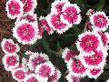 Dianthus / Dianthus chinensis 